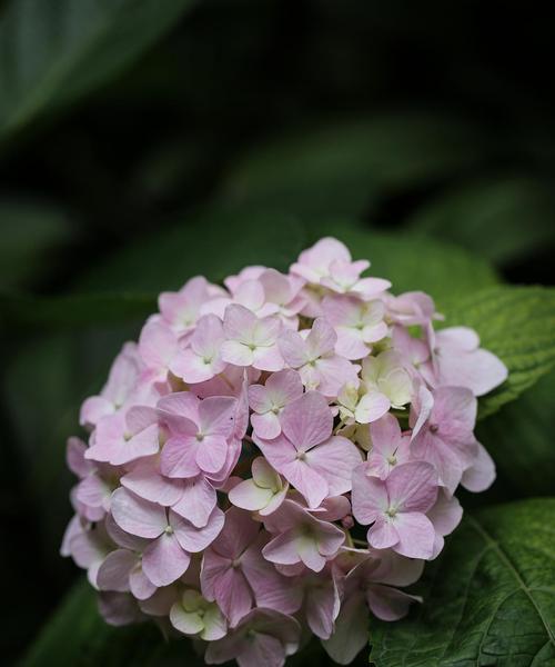 象征浪漫爱的花是什么花？它们的花语有哪些？