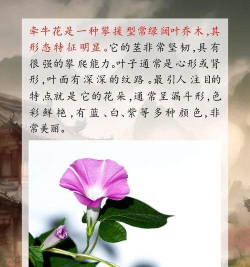 黄色的小牵牛花代表什么？黄色的小牵牛花的寓意是什么？