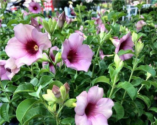 黄色的小牵牛花代表什么？黄色的小牵牛花的寓意是什么？