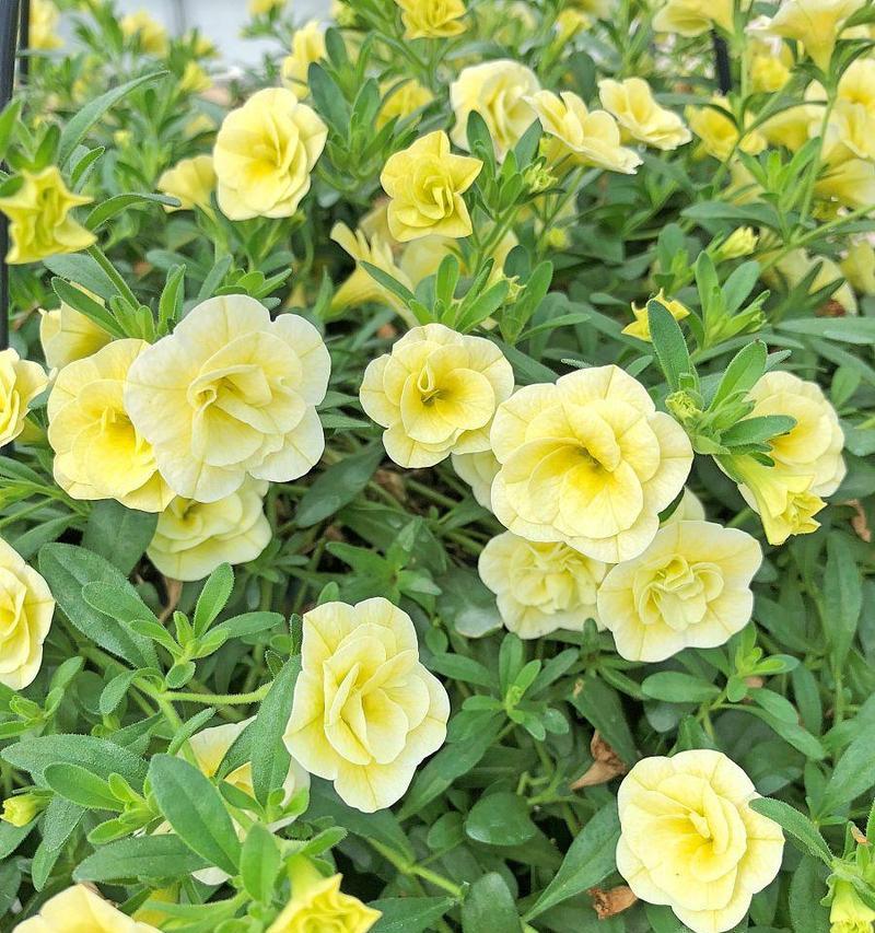 黄色的小牵牛花代表什么？黄色的小牵牛花的寓意是什么？