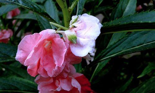 指甲草花颜色多样，各自代表什么？