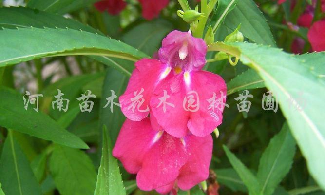 指甲草花颜色多样，各自代表什么？