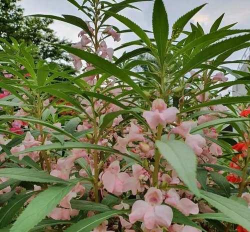 指甲草花颜色多样，各自代表什么？