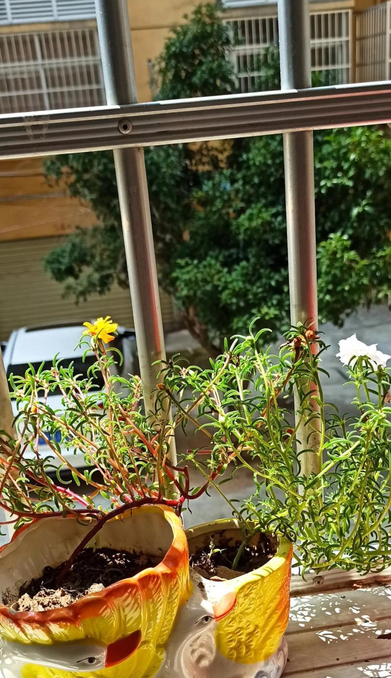 母亲节太阳花的意义是什么？如何用太阳花表达对母亲的爱？