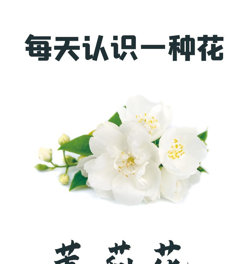 紫茉莉花有哪些颜色？不同颜色的紫茉莉花有什么寓意？