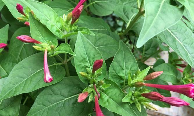 紫茉莉花有哪些颜色？不同颜色的紫茉莉花有什么寓意？