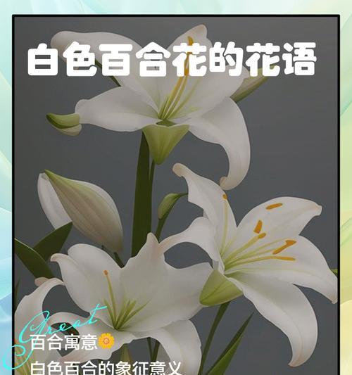 紫白色花的寓意是什么？
