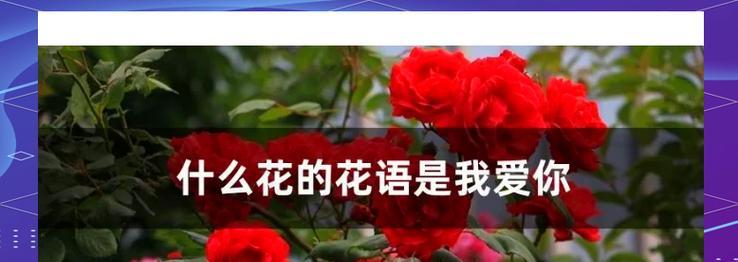 爱情中所有花语的含义是什么？如何通过花语表达爱情？
