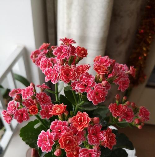 风仙花的寓意是什么？风仙花为何象征长寿？