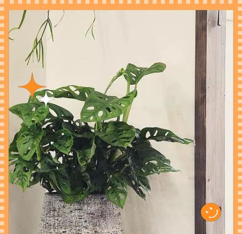 风仙花的寓意是什么？风仙花为何象征长寿？