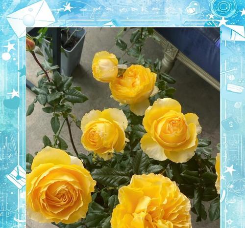 粉白色花象征什么？粉白色花的寓意是什么？