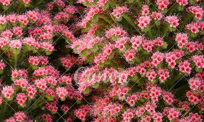 彩色树叶象征哪种花？
