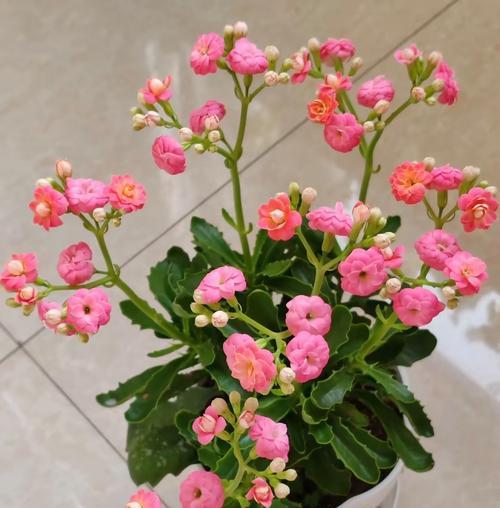哪种花象征不幸福？花的寓意中有哪些不幸福的象征？