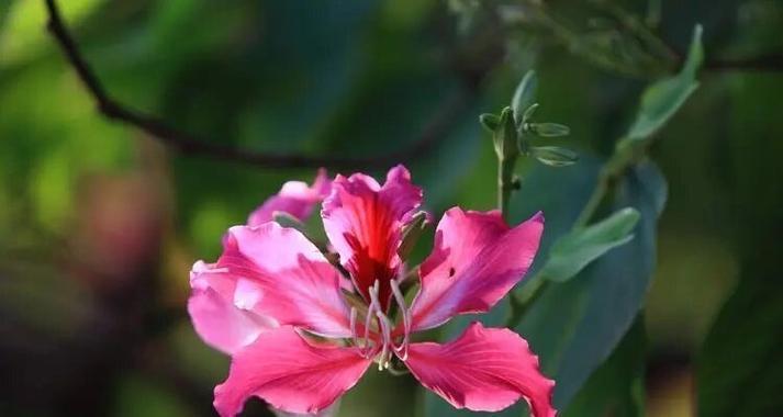 哪种花象征不幸福？花的寓意中有哪些不幸福的象征？