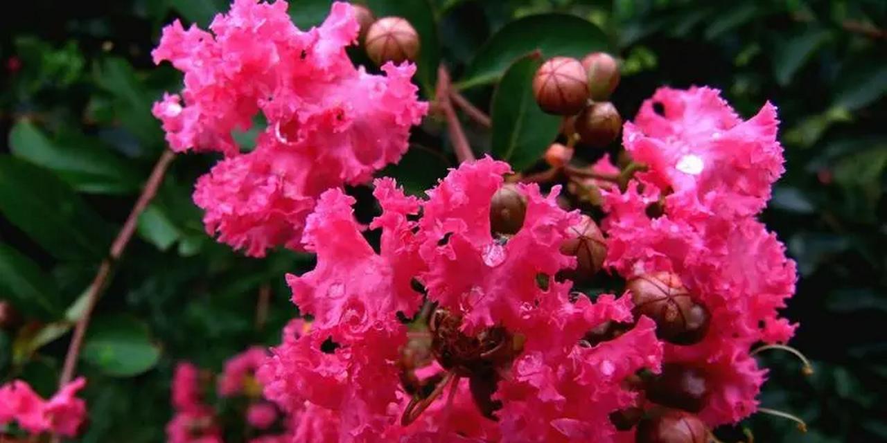 哪种花象征好运？它的寓意是什么？