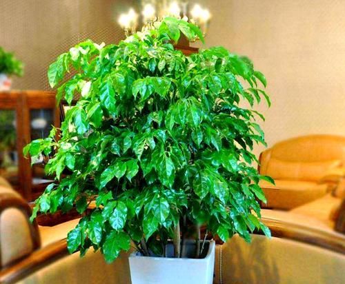 哪种花象征好运？它的寓意是什么？