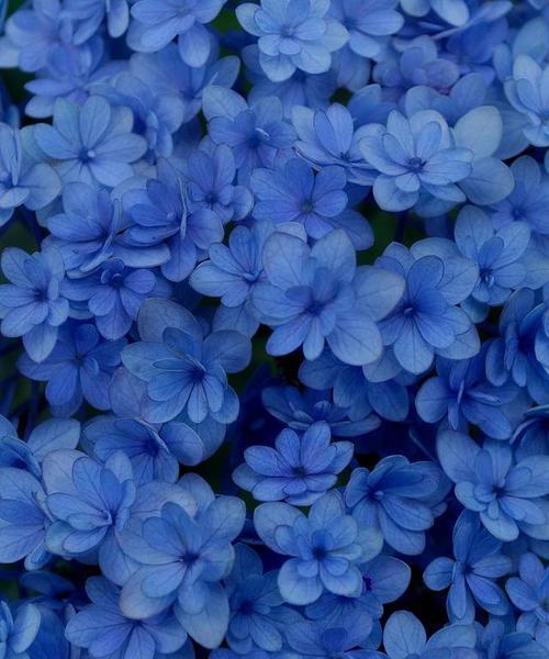 蓝色花的花语是什么？善良天真的象征是什么？
