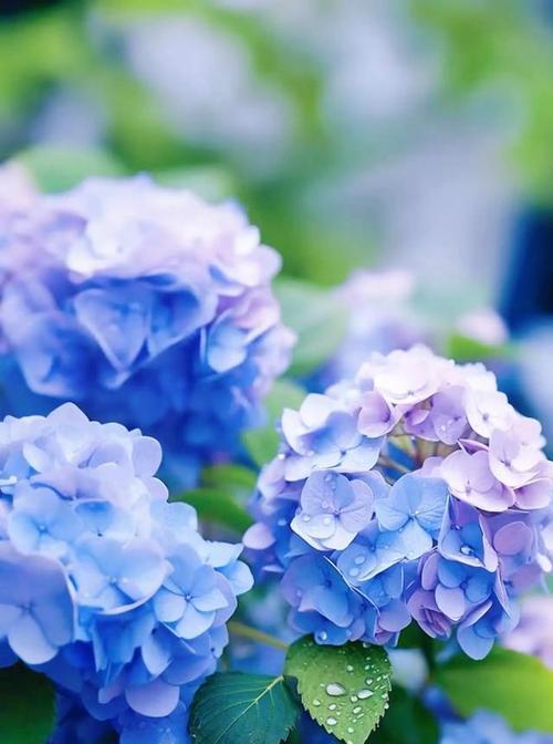 蓝色绣球花的花语和寓意是什么？绣球花在花语中象征着什么？