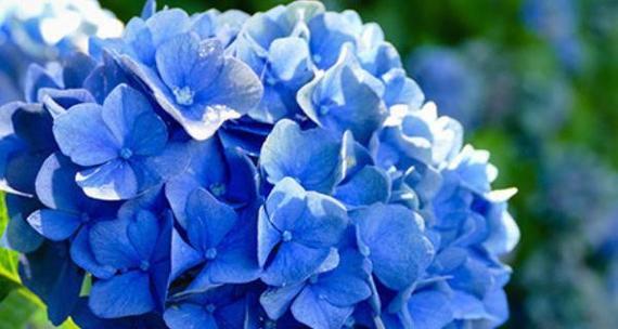 蓝色绣球花的花语和寓意是什么？绣球花在花语中象征着什么？