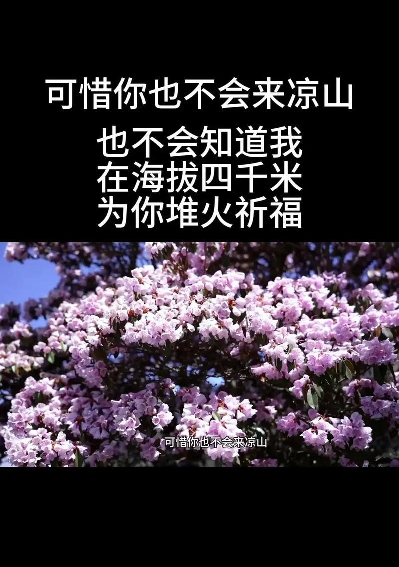 索玛花的寓意爱情有哪些？