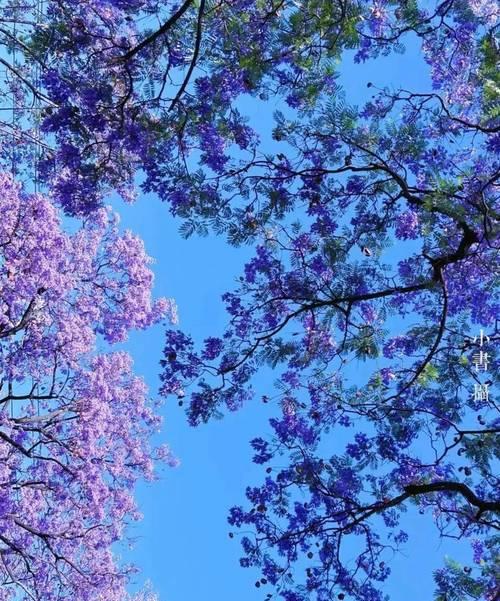 索玛花的寓意爱情有哪些？