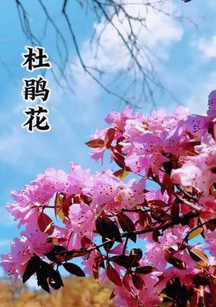 索玛花的寓意爱情有哪些？
