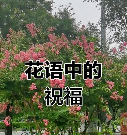 哪种花象征快乐？快乐花的寓意是什么？