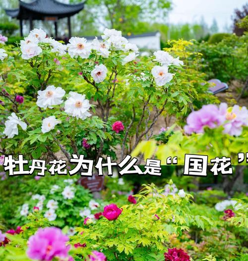 哪种花象征快乐？快乐花的寓意是什么？