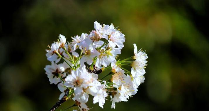 白色樱花寓意爱情的花？樱花的花语是什么？