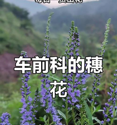花婆婆纳象征什么？花婆婆纳的健康寓意是什么？
