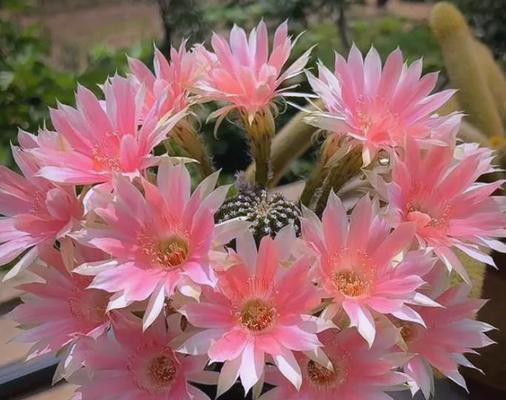 仙人球开粉色花代表什么？粉色仙人球的花语是什么？