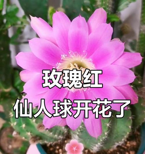 仙人球开粉色花代表什么？粉色仙人球的花语是什么？