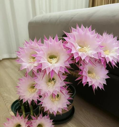 仙人球开粉色花代表什么？粉色仙人球的花语是什么？