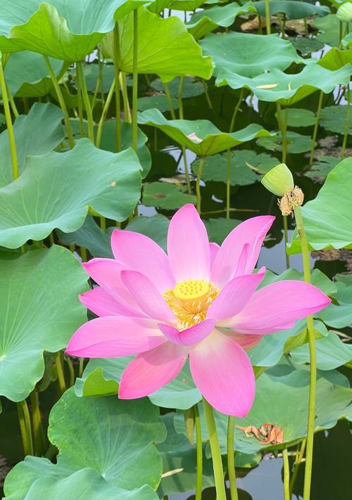 哪种花象征健康平安幸福？它们的花语是什么？
