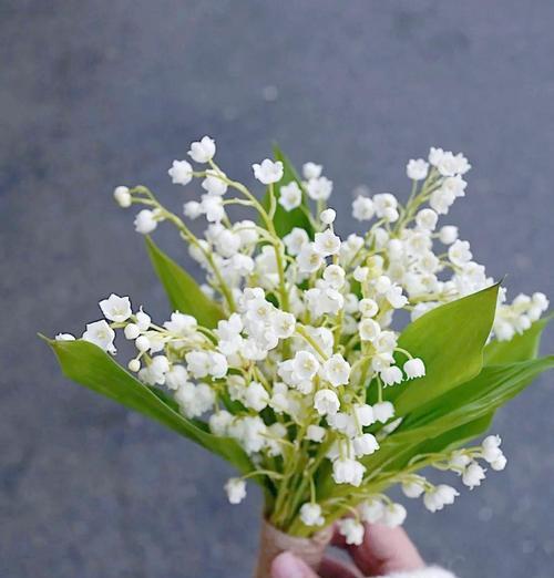 红玫瑰铃兰手捧花象征什么？