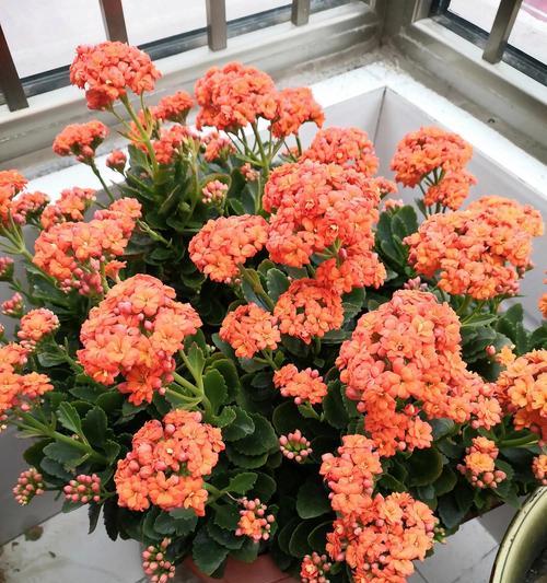 哪些花象征长寿？长寿花的寓意是什么？