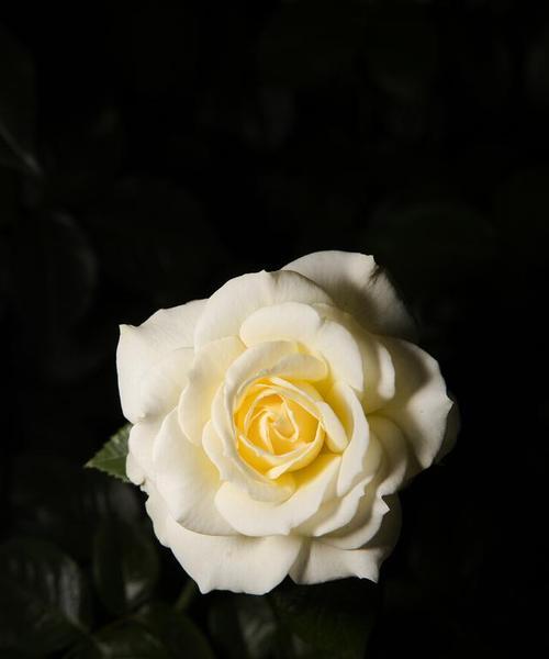 白色花卉中哪种寓意最佳？白色花的象征意义？