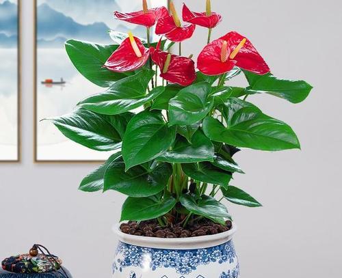 哪种花象征富贵和财运？富贵和财运的花有哪些？