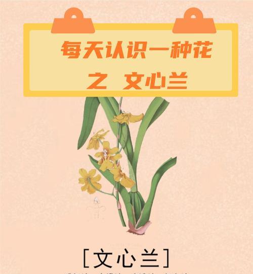 哪种花象征快乐无忧？花语中快乐无忧的含义是什么？