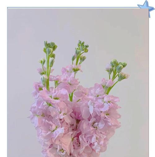紫罗兰花白色代表什么？白色紫罗兰的花语含义是什么？