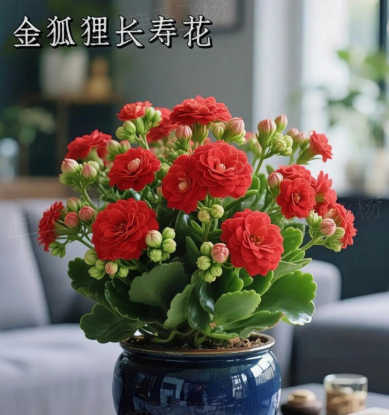 哪些花传统上寓意长寿？