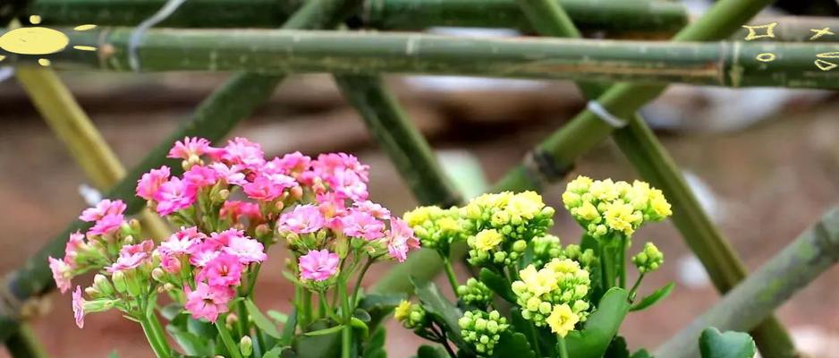哪些花传统上寓意长寿？