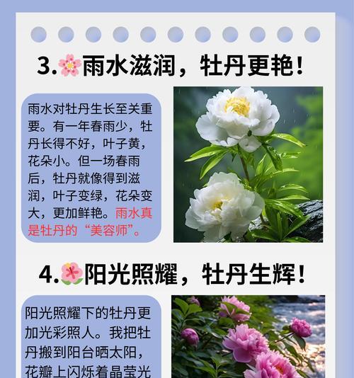 牡丹花在中国文化中的象征是什么？它的意义何在？