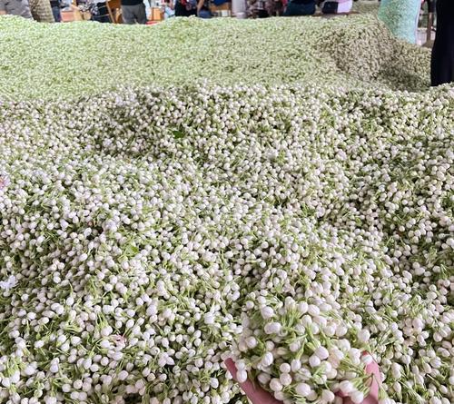 横县茉莉花文化节有何意义？如何参与横县茉莉花文化节？