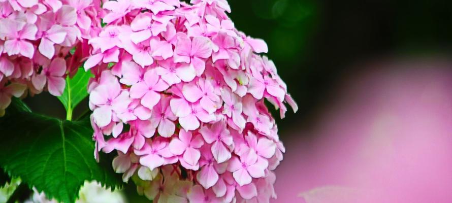 哪种单株花寓意带来好运？它的花语是什么？