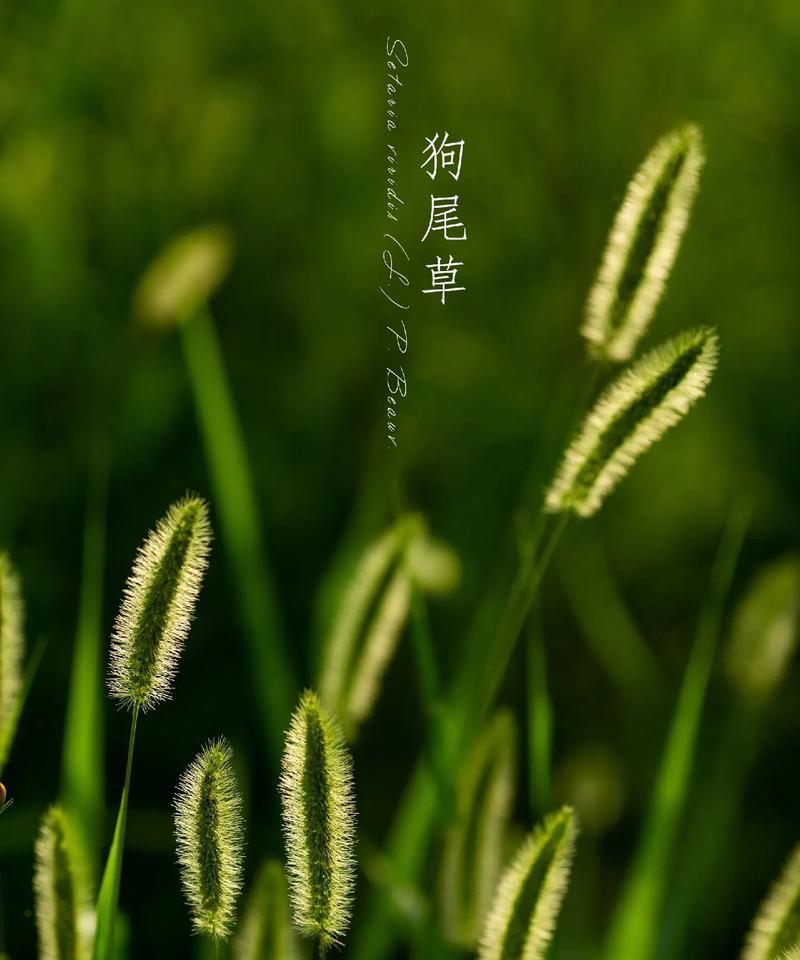 绿色床单上的花语代表什么？绿色床单的浪漫寓意是什么？
