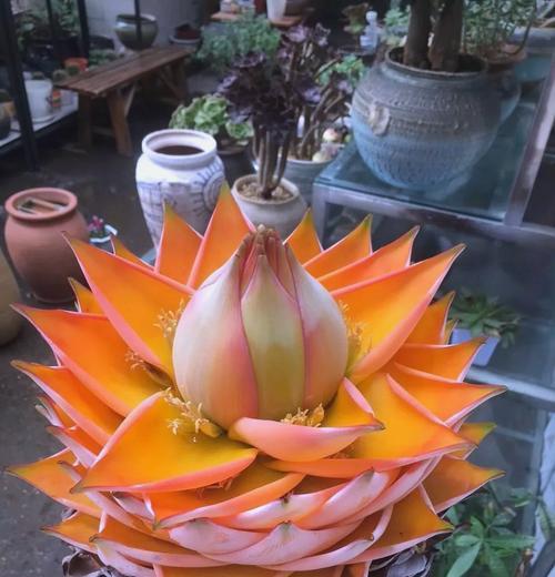 哪种花寓意最吉祥？最吉祥的花卉有哪些？