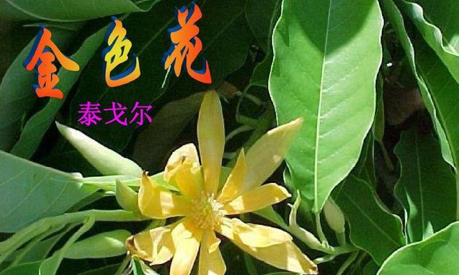 金色花象征着什么？金色花在花语中代表的意义是什么？