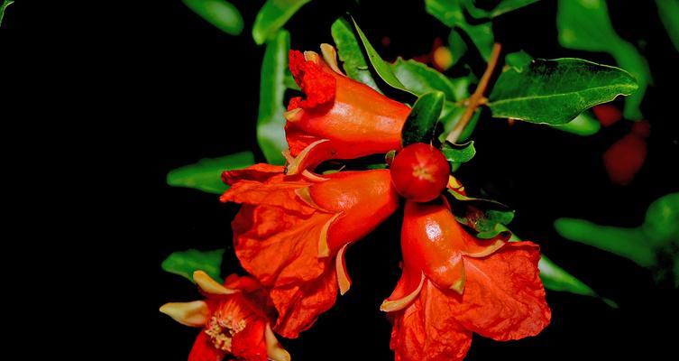 哪种红色花象征冷血无情？它的花语是什么？