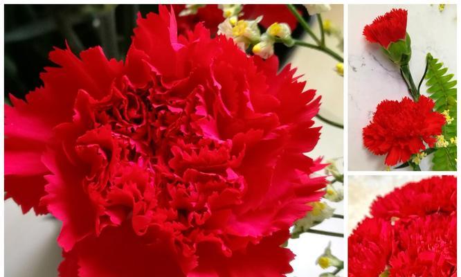哪种红色花象征冷血无情？它的花语是什么？